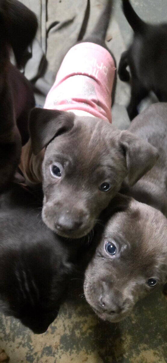 Chocolate Lab/Brindle Plott Hound mix puppies image 2