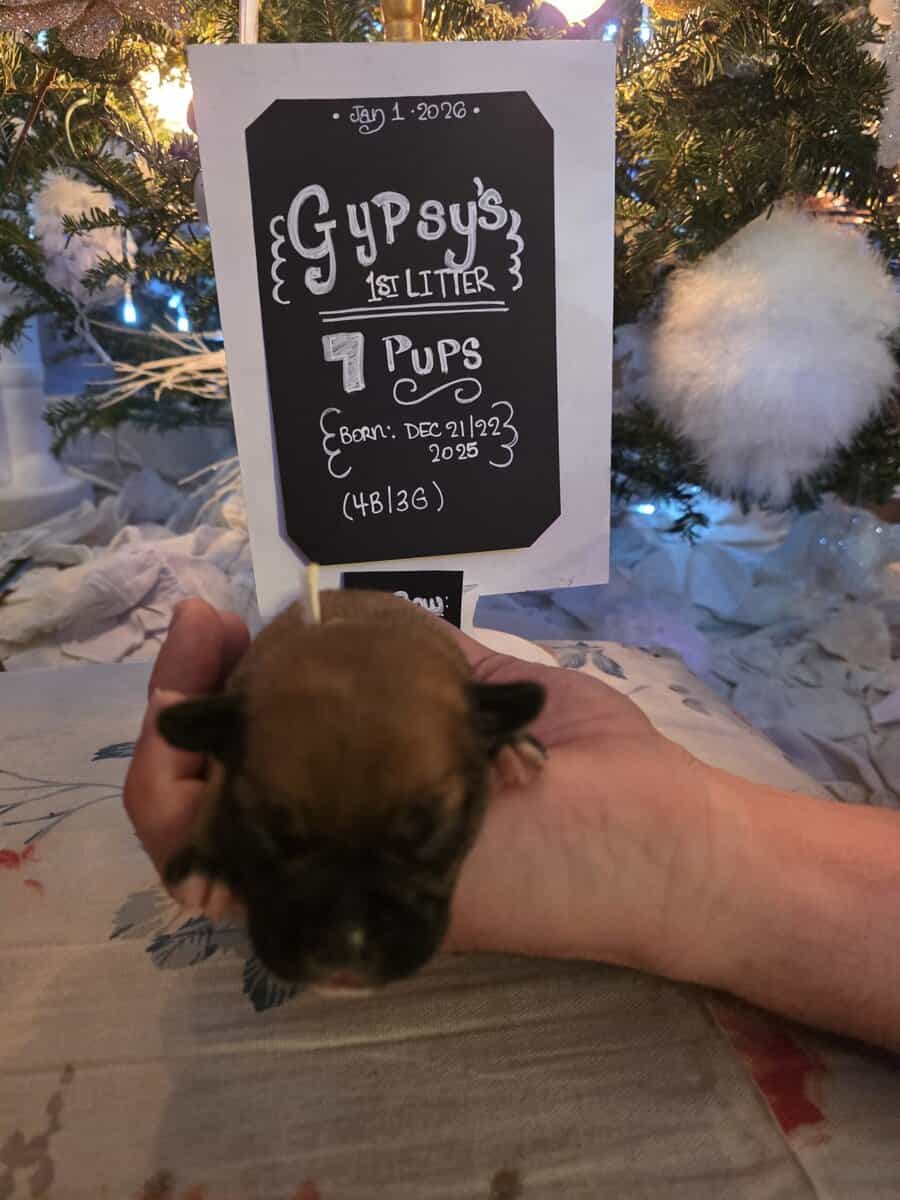 Gypsy's Frenchie puppies image 3