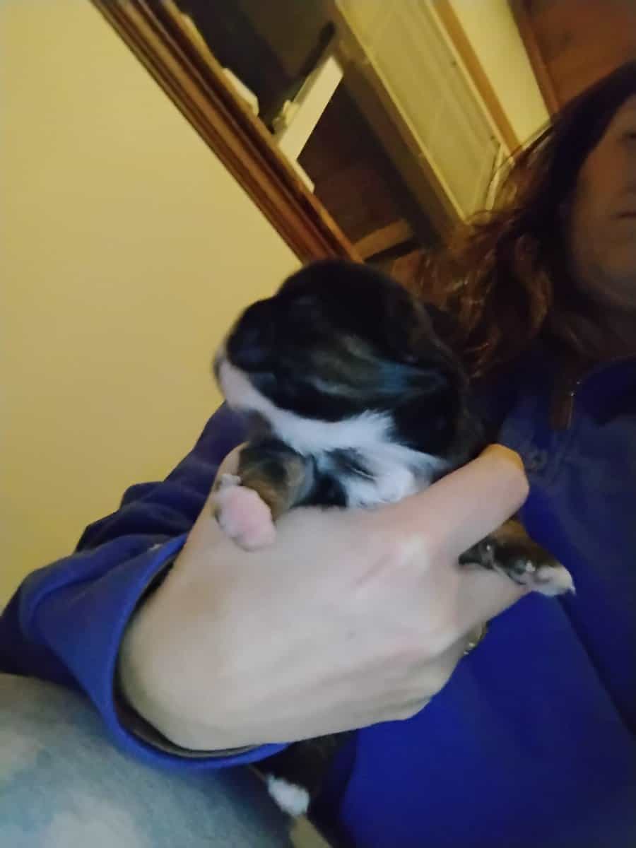 Hypoallergenic shipoo image 2