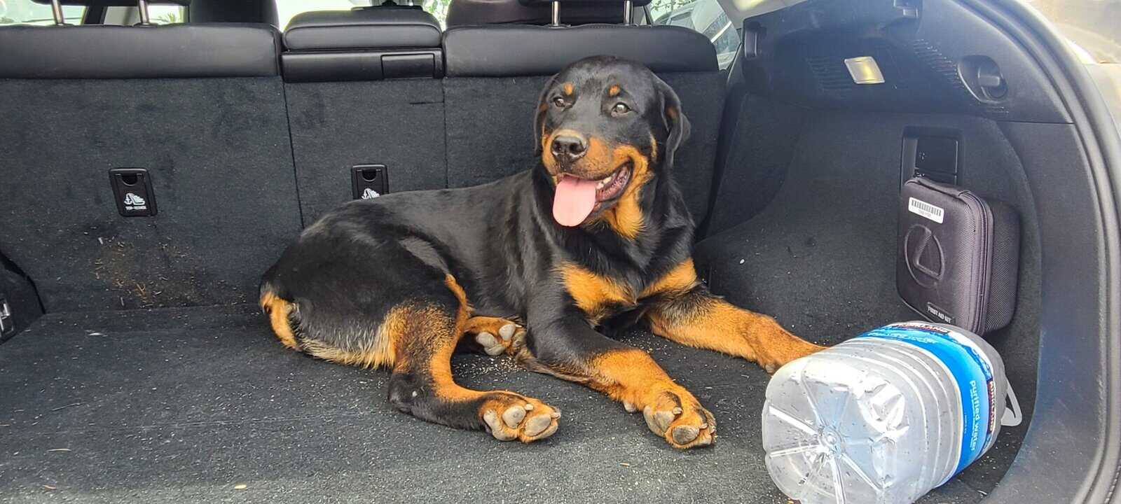 German Rottweiler image 1