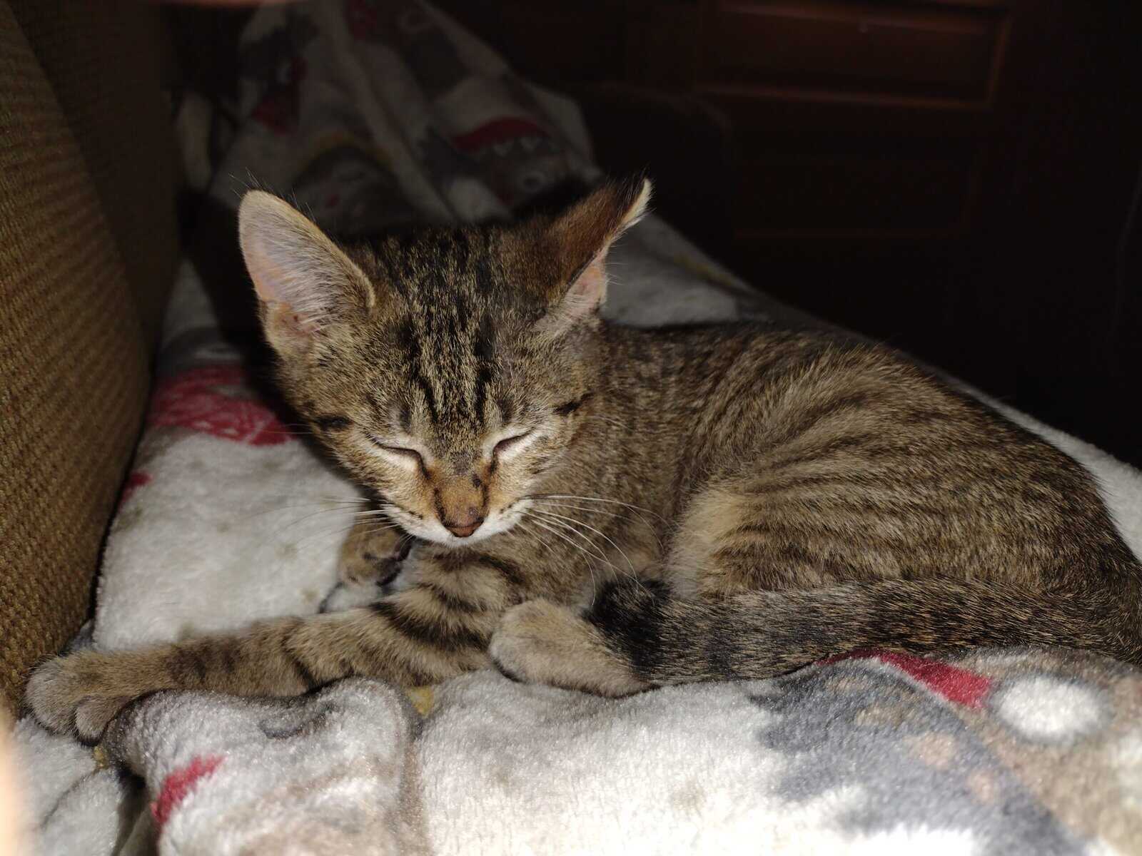 Free kitten ready for a forever home image 2