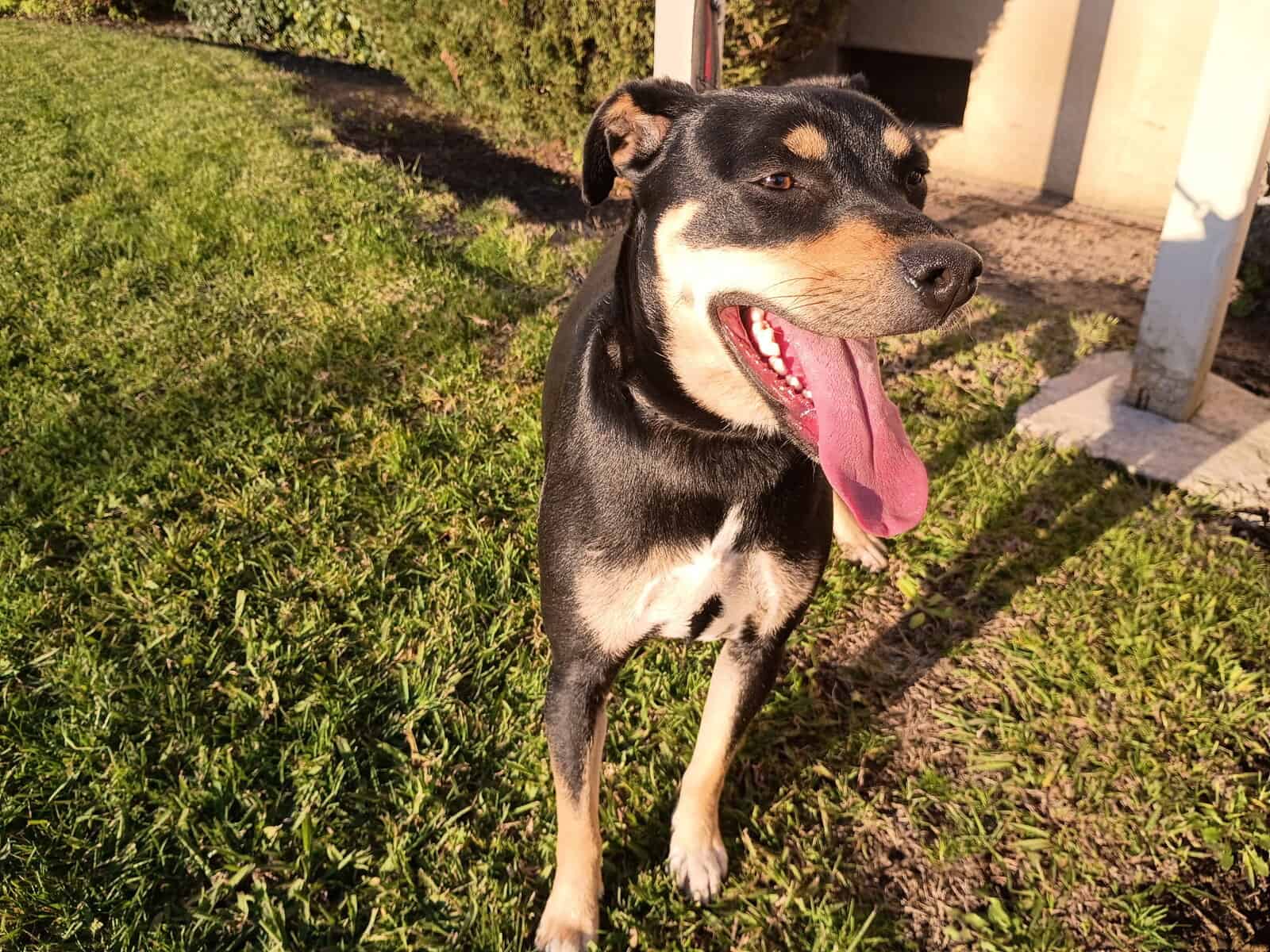 Meet Cassidy Jo - Your Dobie/Pug Bestie! image 1