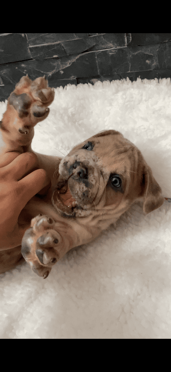 Merle mastiff puppies Chicago Illinois image 5
