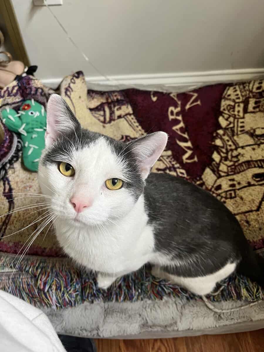 Sweet & Affectionate Cat Seeking an Only-Pet Home image 2