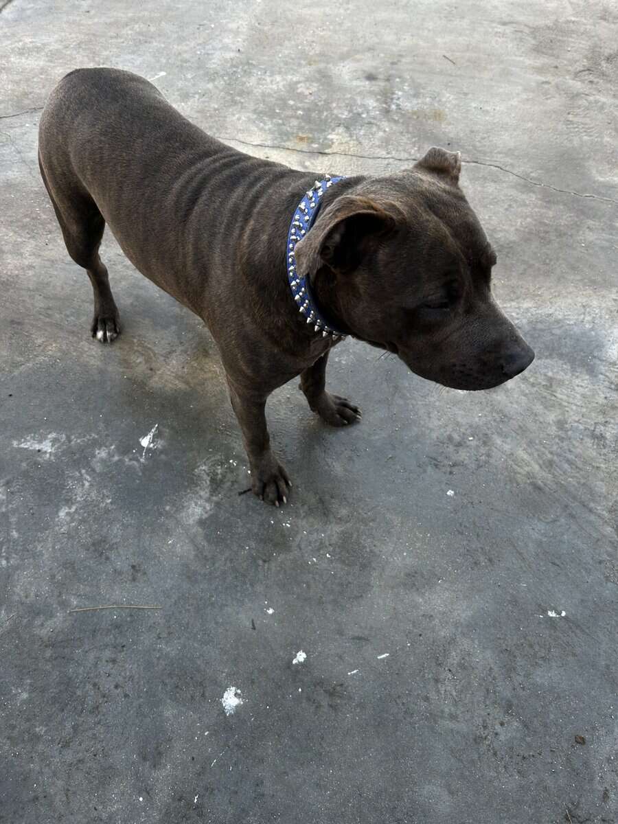 Friendly cute pitbull image 3