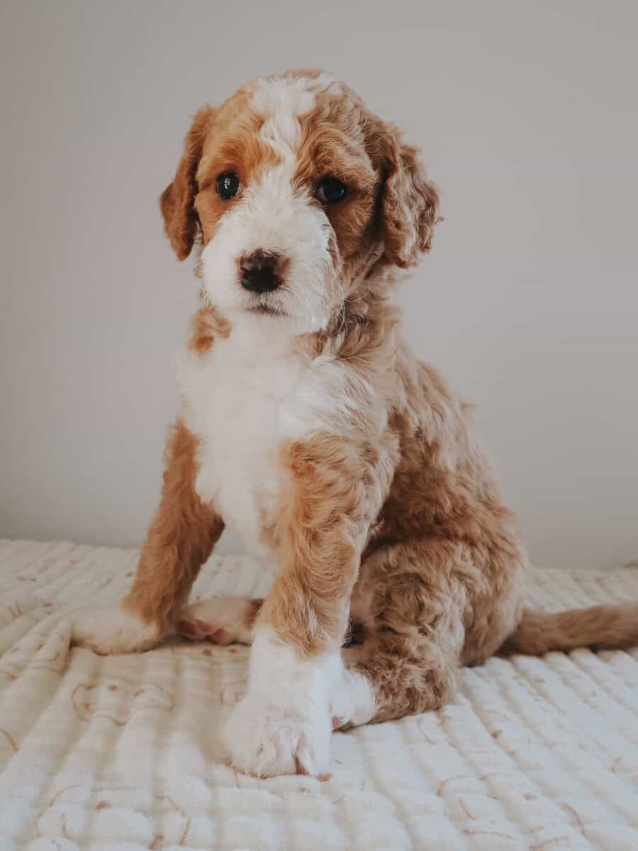 Multi-Gen Doodle Puppies for sale! image 1