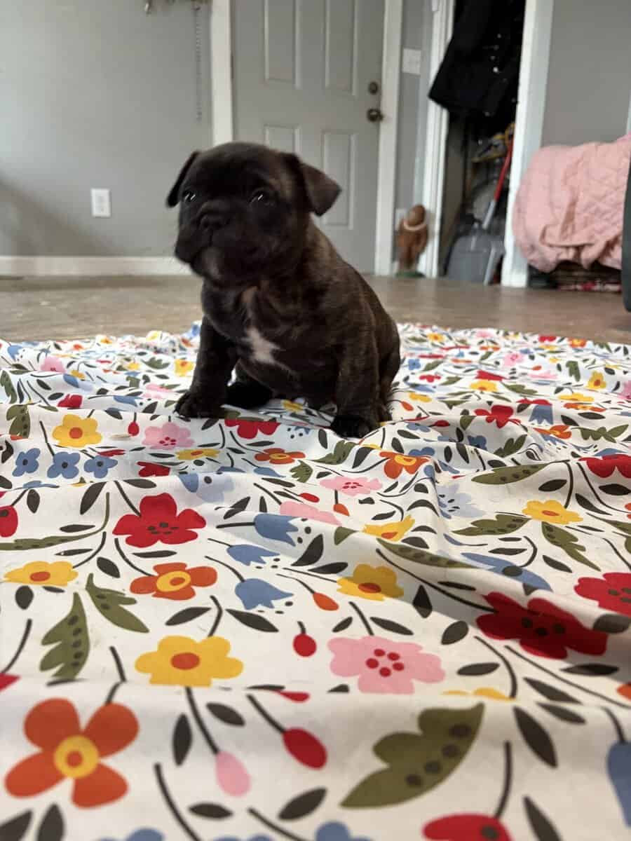 French English Bulldog puppies image 9