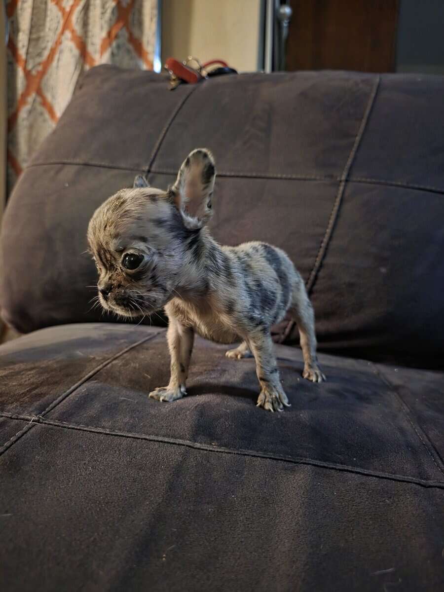 Female mini merle fluffy frenchie image 2