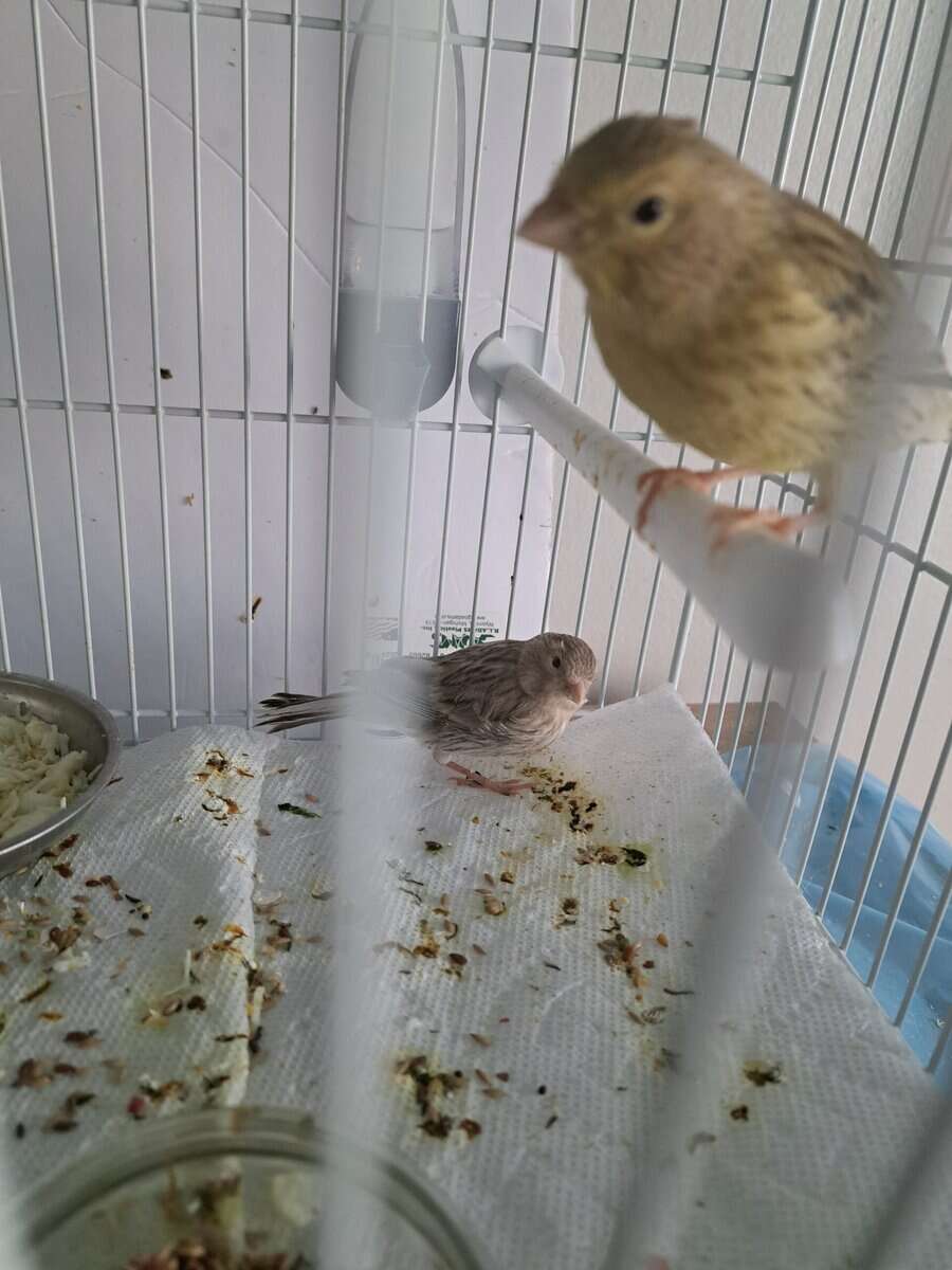 Canary birds for sale ,Columbus ohio image 1