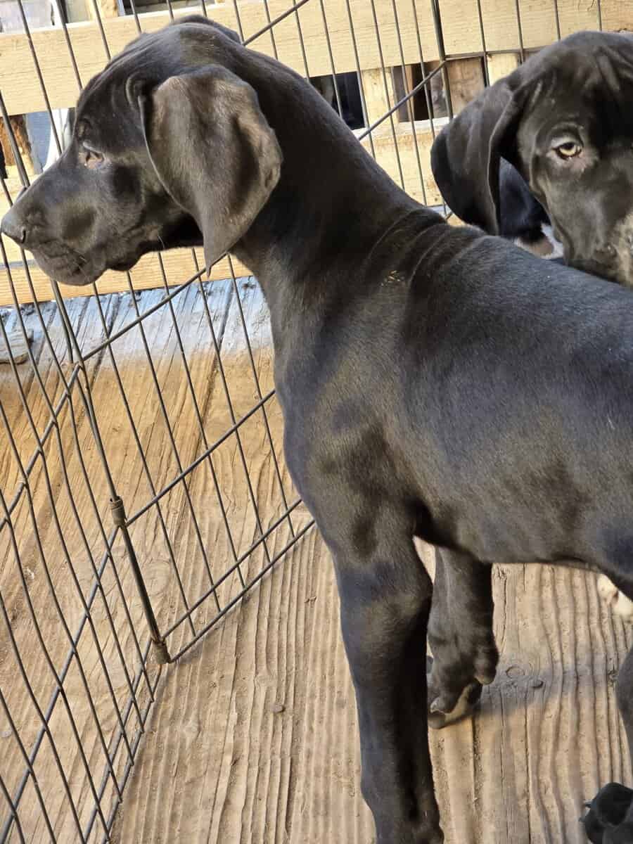 Great Dane puppies image 1