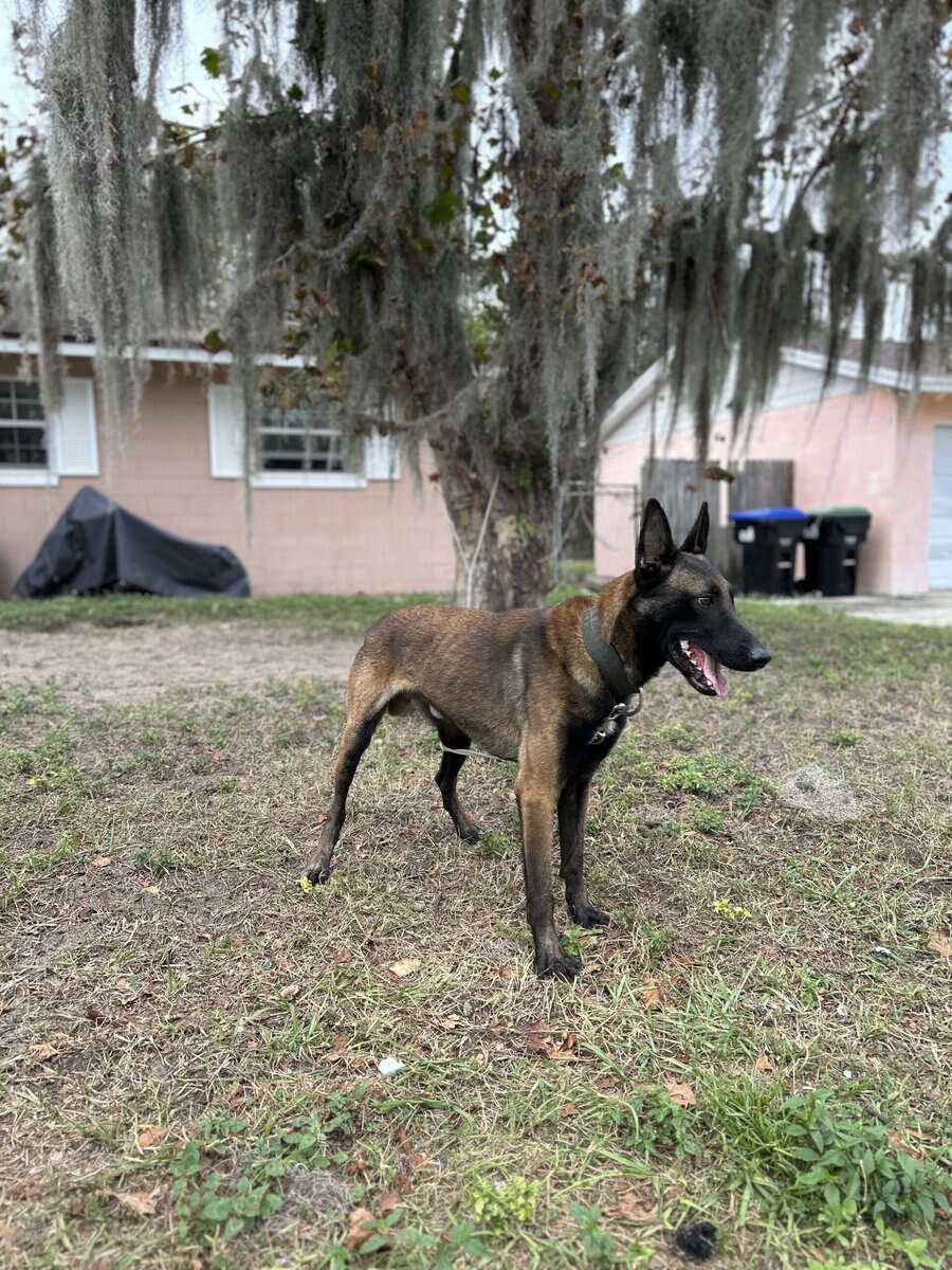 AKC Registerd Belgian Malinois stud available image 3