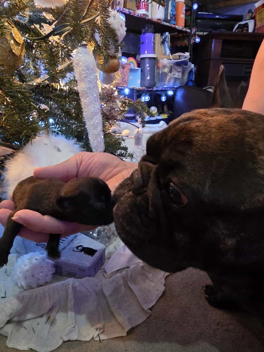 Gypsy's Frenchie puppies image 1