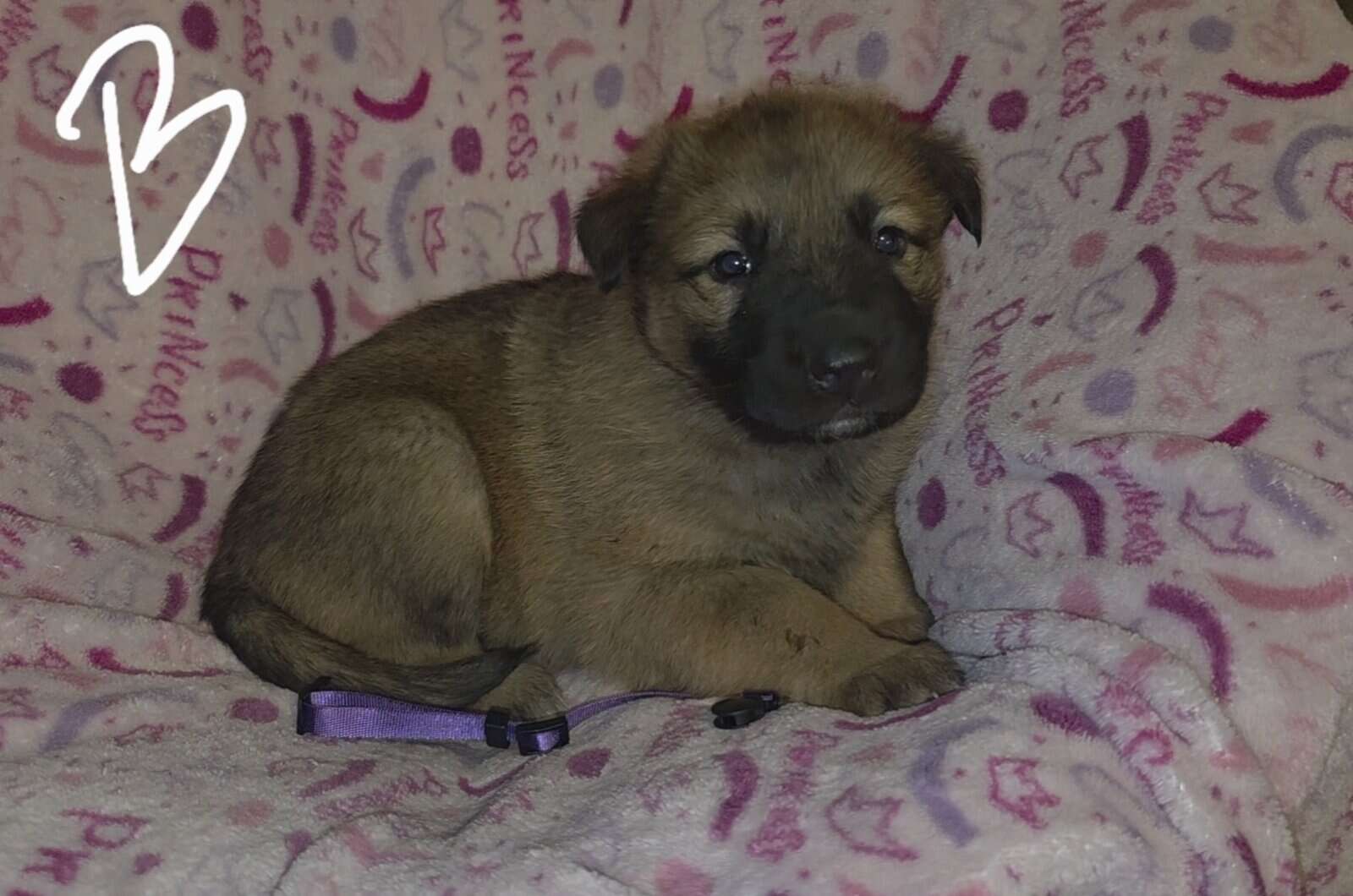 Shepherd mix image 4