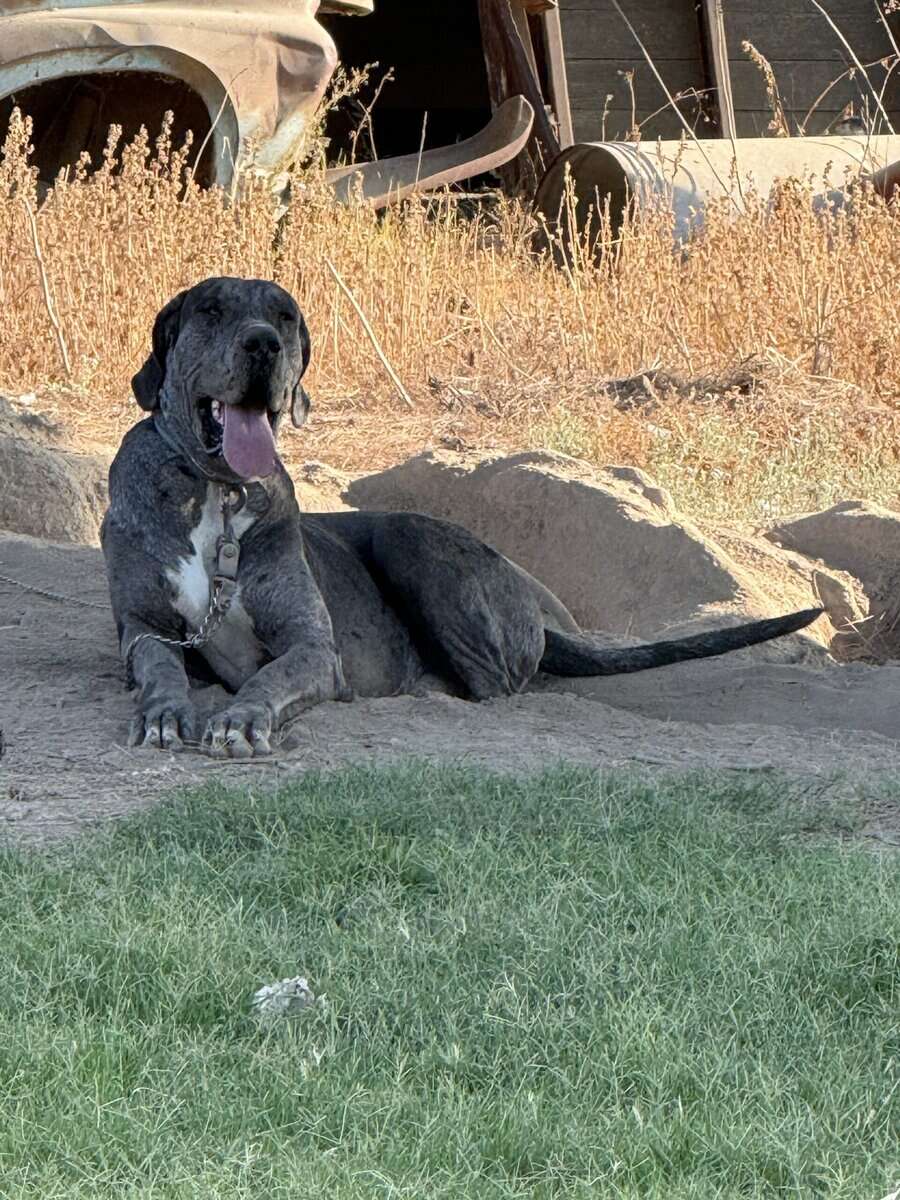 Dane puppy’s image 7