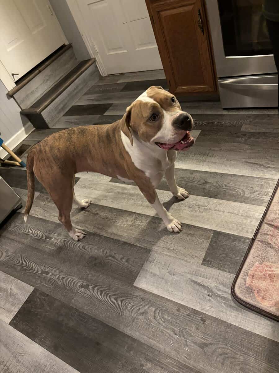 Staffordshire female dog mix image 2