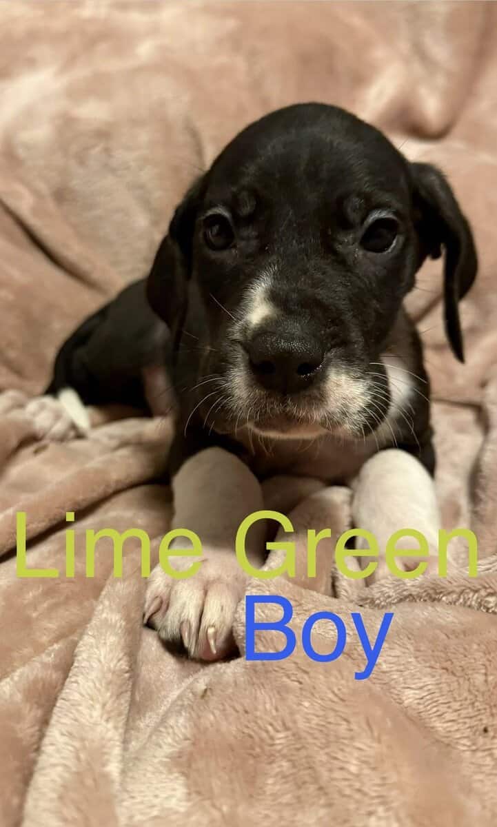 Great Dane - Pure Bred image 5