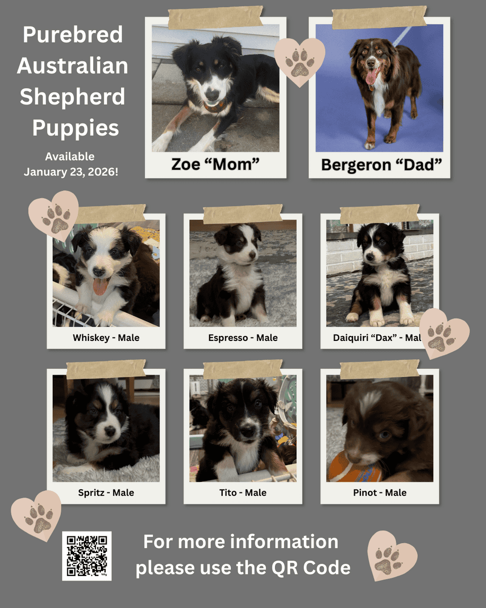 Purebred Australian Shepherd Puppy image 3