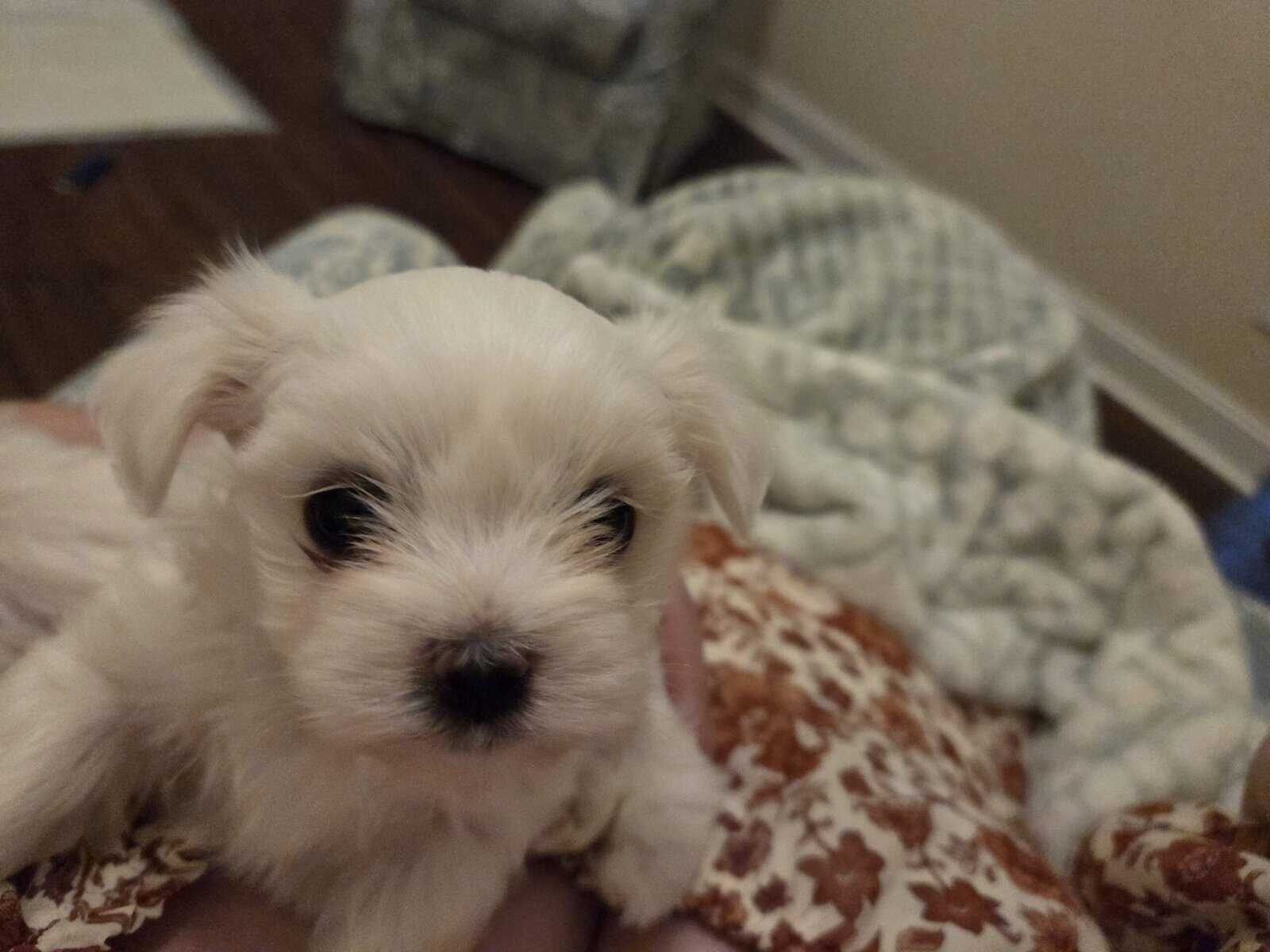 Maltese Purebred Puppies image 4