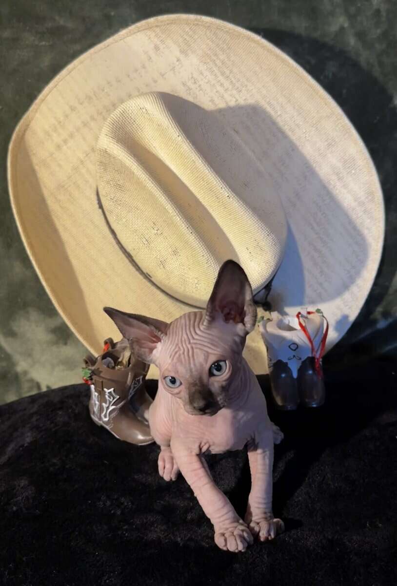 Sphynx babies image 3