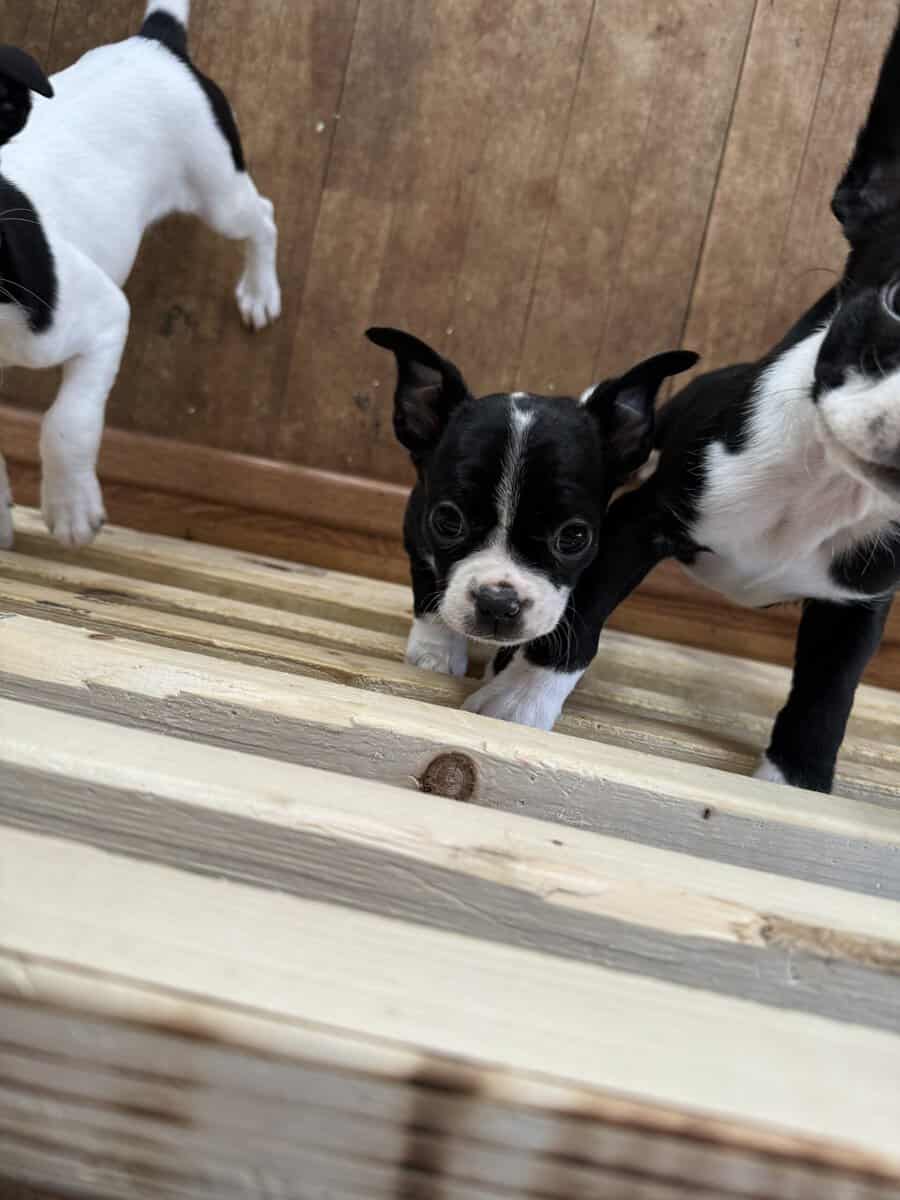 BRAT puppies image 1