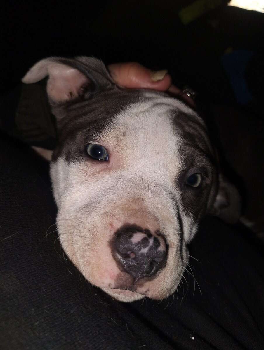 Blue and fawn pitty pups image 4