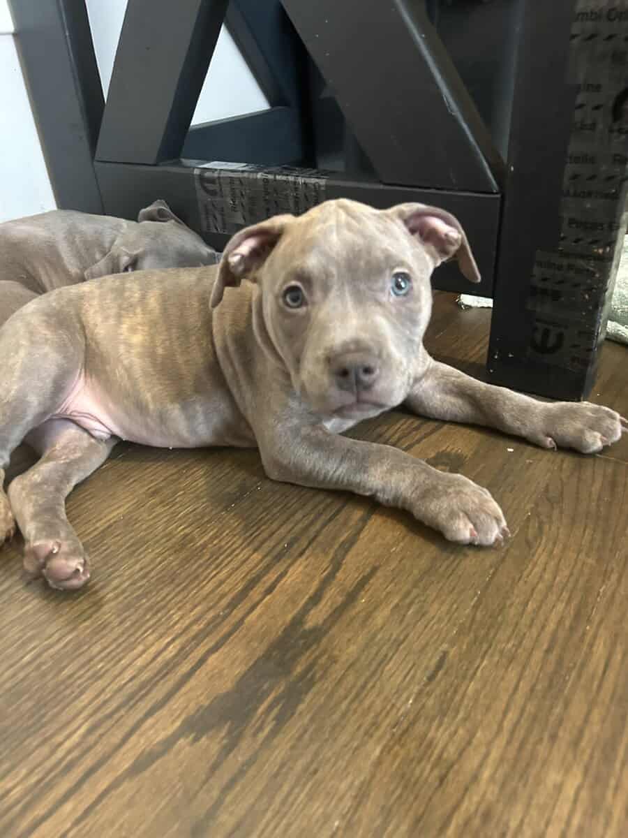 Rehoming 7 pit bull puppies image 2