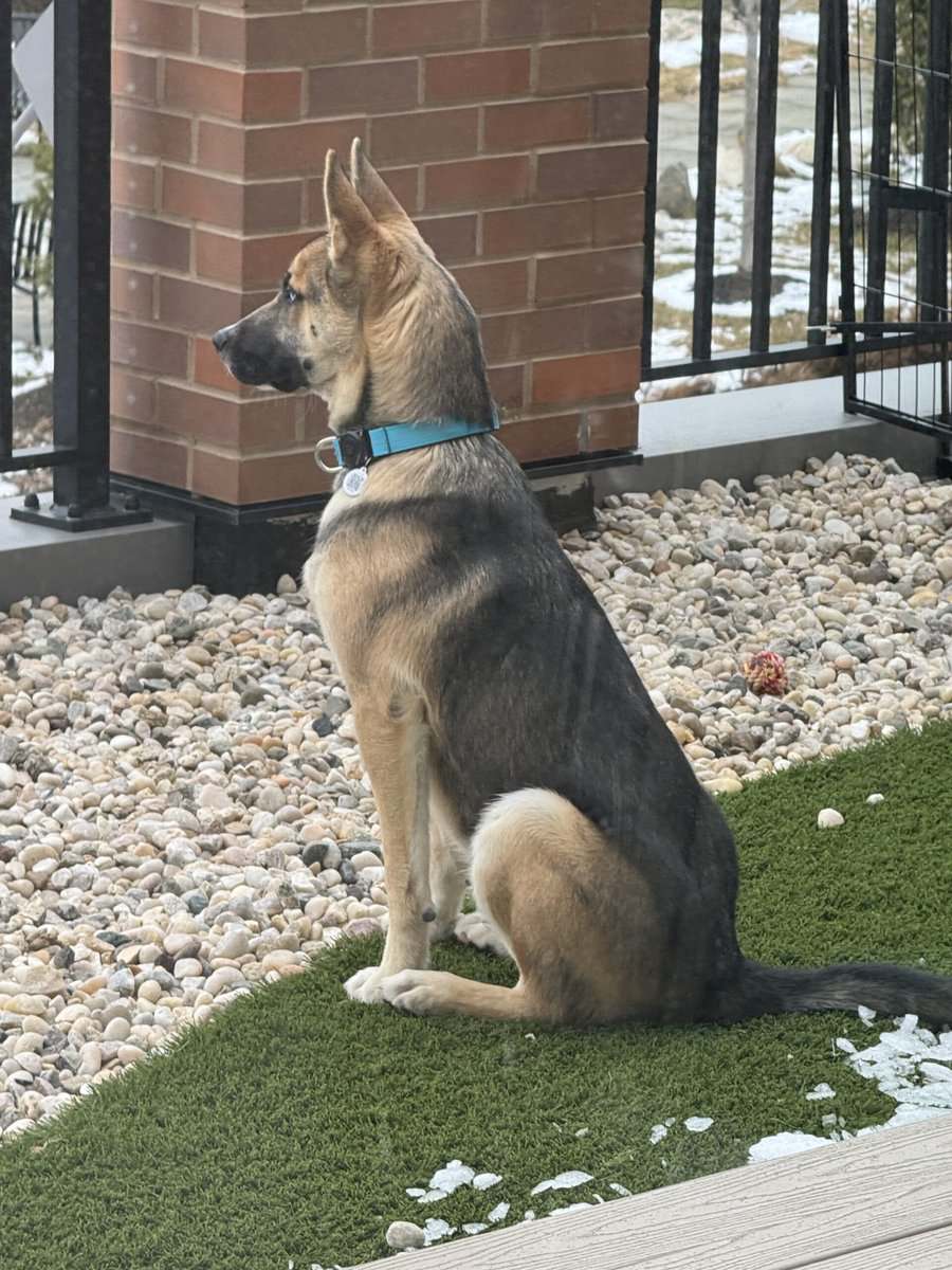 Looking to Rehome Saylor image 2
