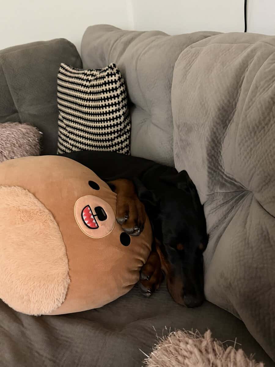 Loving & Smart 4-Month-Old Male European Doberman image 7
