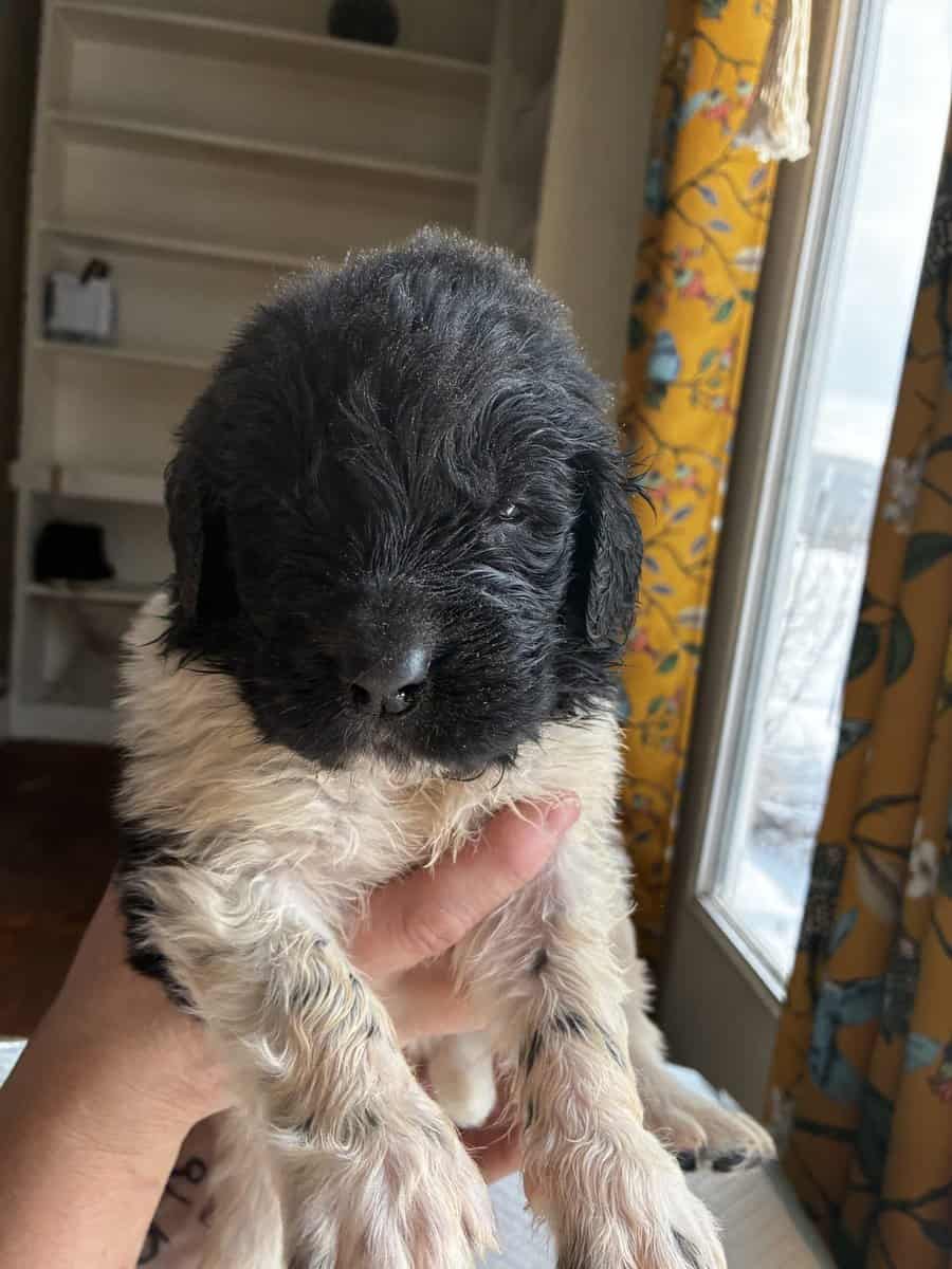 Newfoundland Puppies – Raised in a Home, Landseers image 13