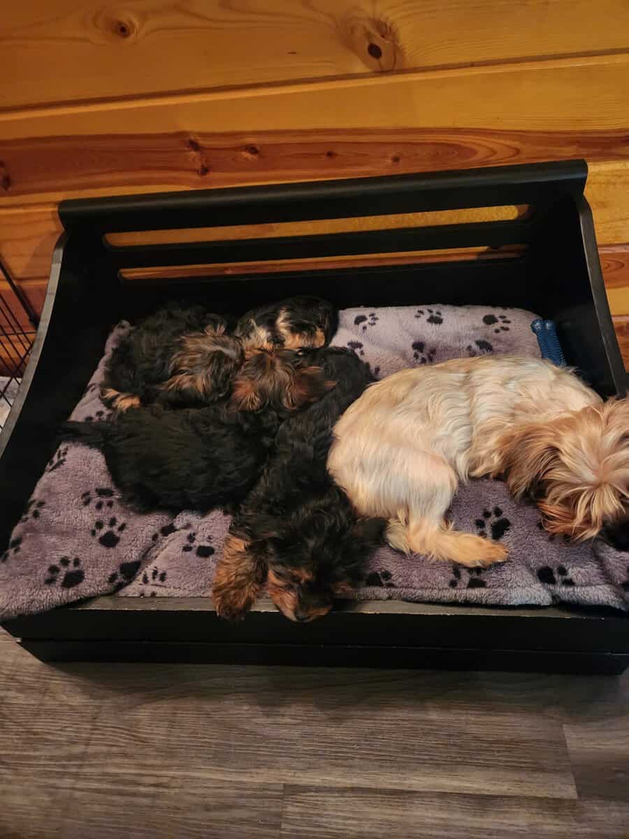 Yorkie puppies for sale image 1