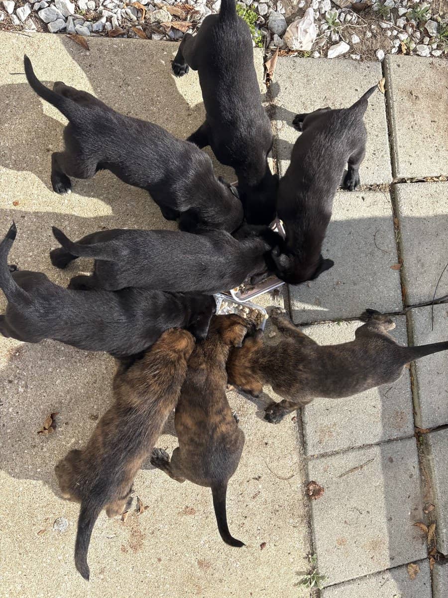 Belgian Malinois / Black Lab Puppies (7 weeks) image 2