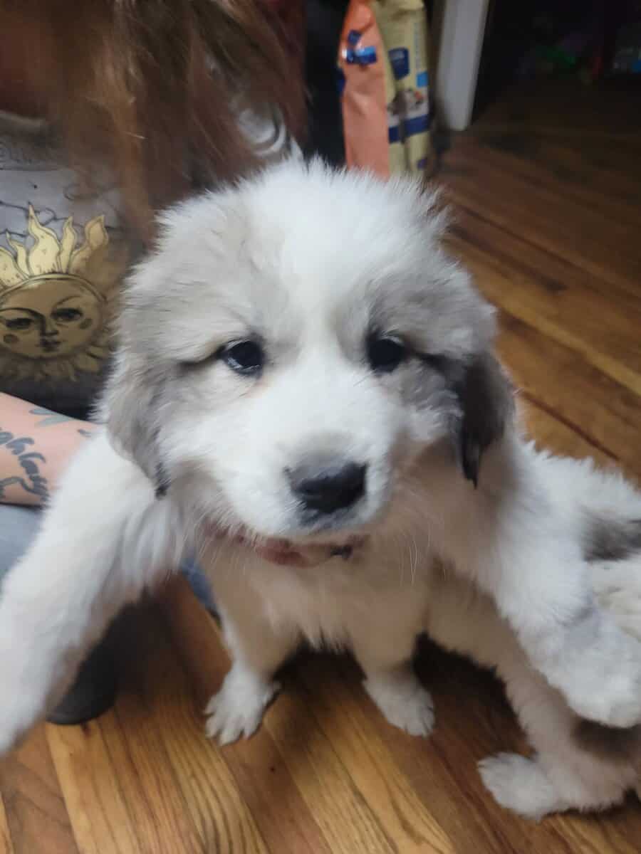 AKC Registered Great Pyrenees Puppies image 1