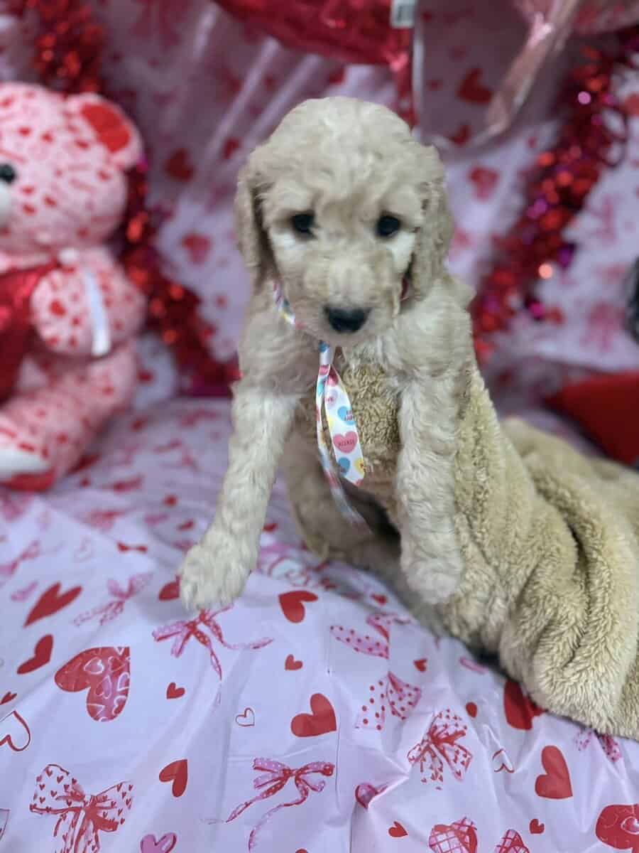 Goldendoodle Puippies image 5