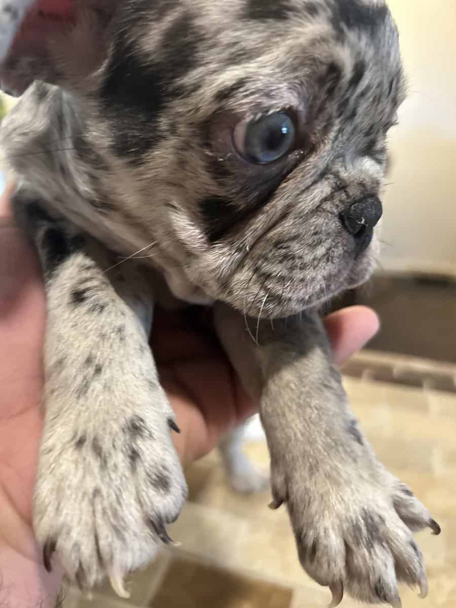 French Bulldog image 3