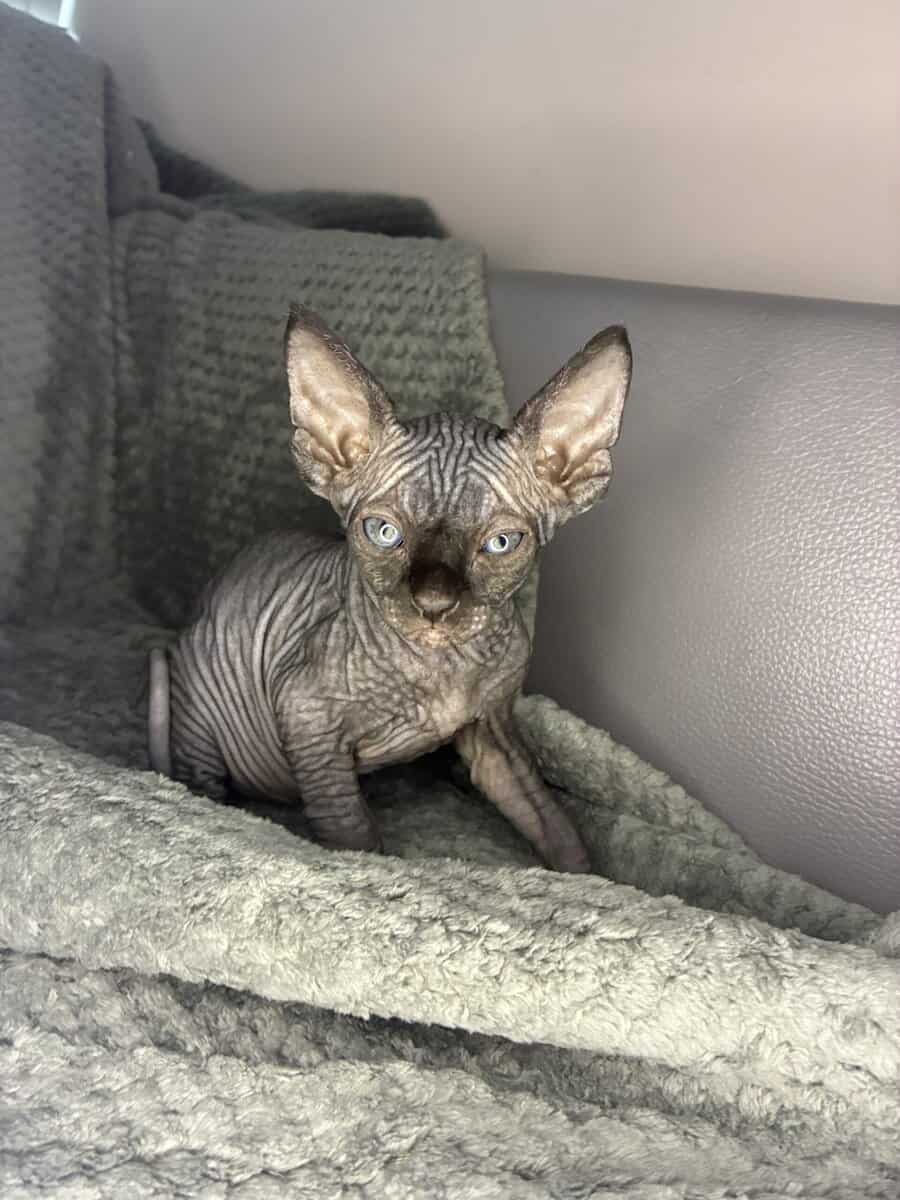 Male Sphynx Kitten image 1