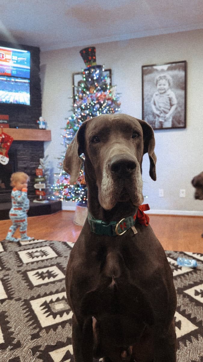 2 Blue Male Great Danes Needing Rehomed image 2