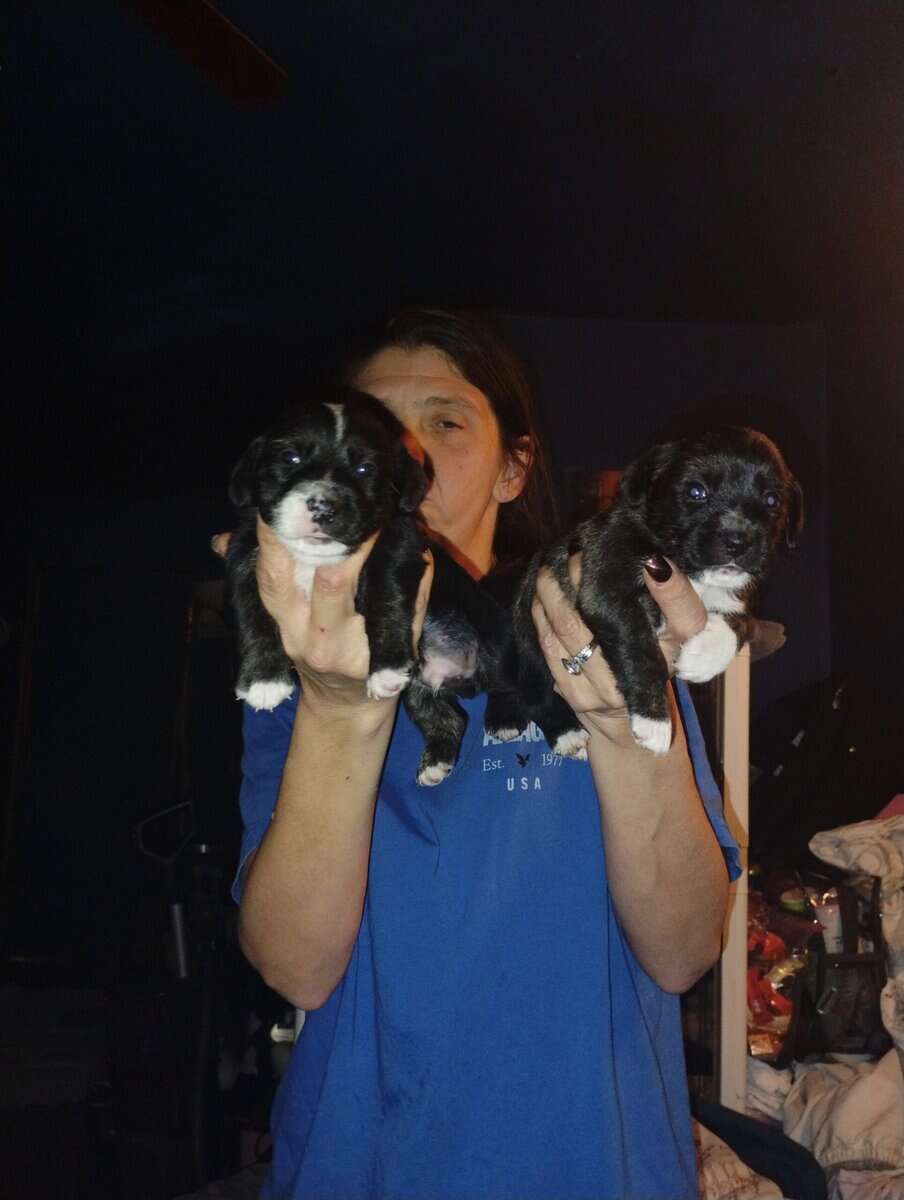 Puppies image 2
