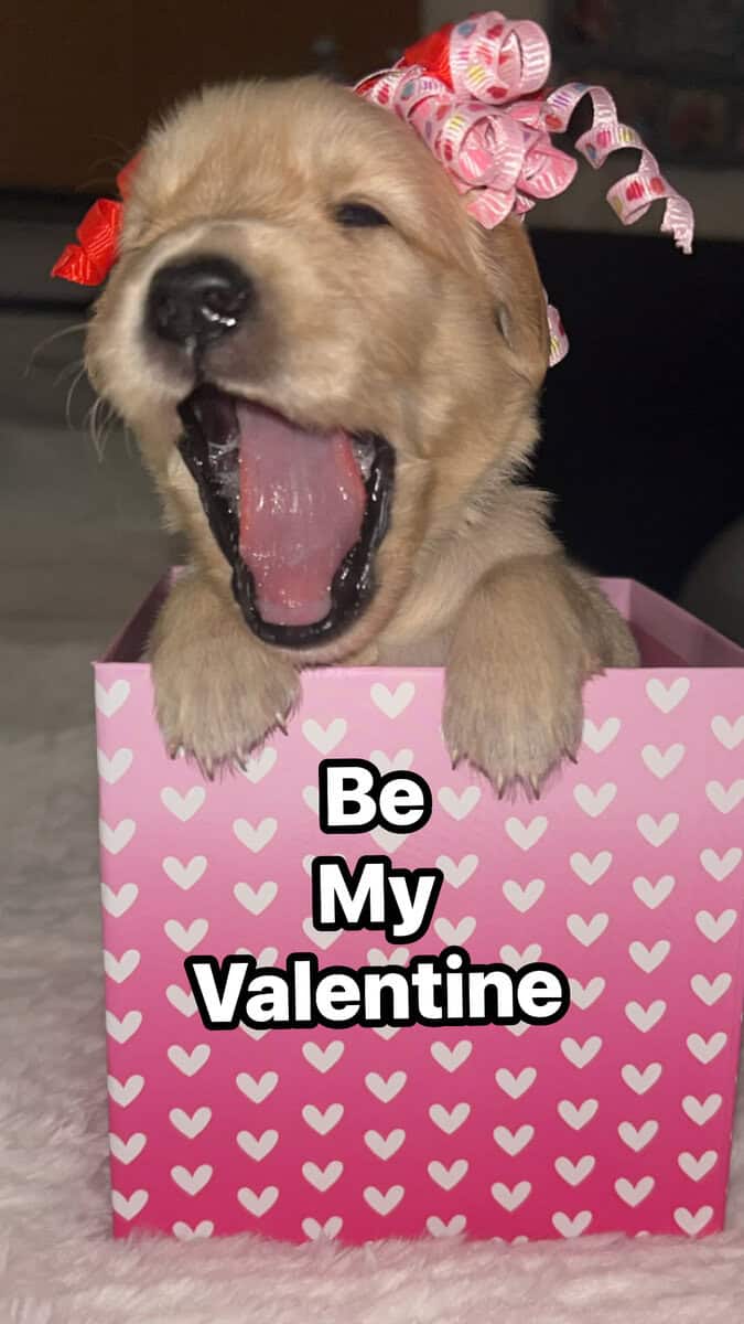 Golden Retriever puppies image 4
