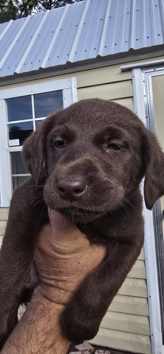 AKC Labrador puppies need new homes image 2