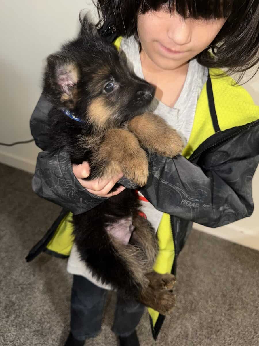 AKC purebred German Shepherd puppies image 11