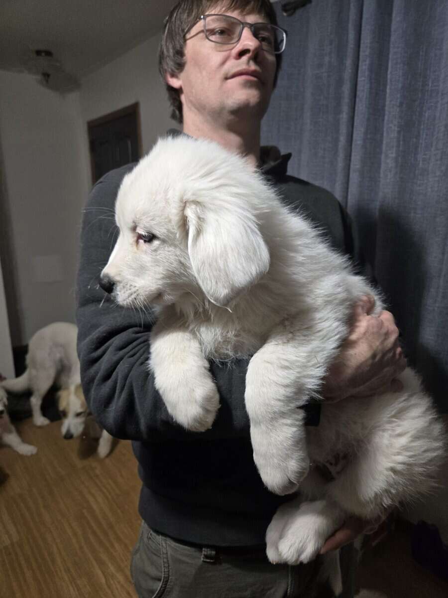 Great Pyrenees Puppies image 4