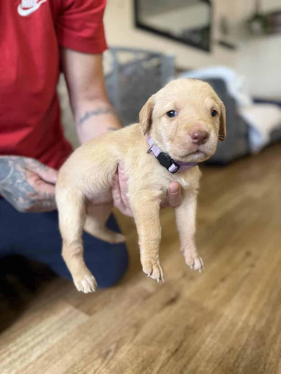 Looking for their furever homes! image 11
