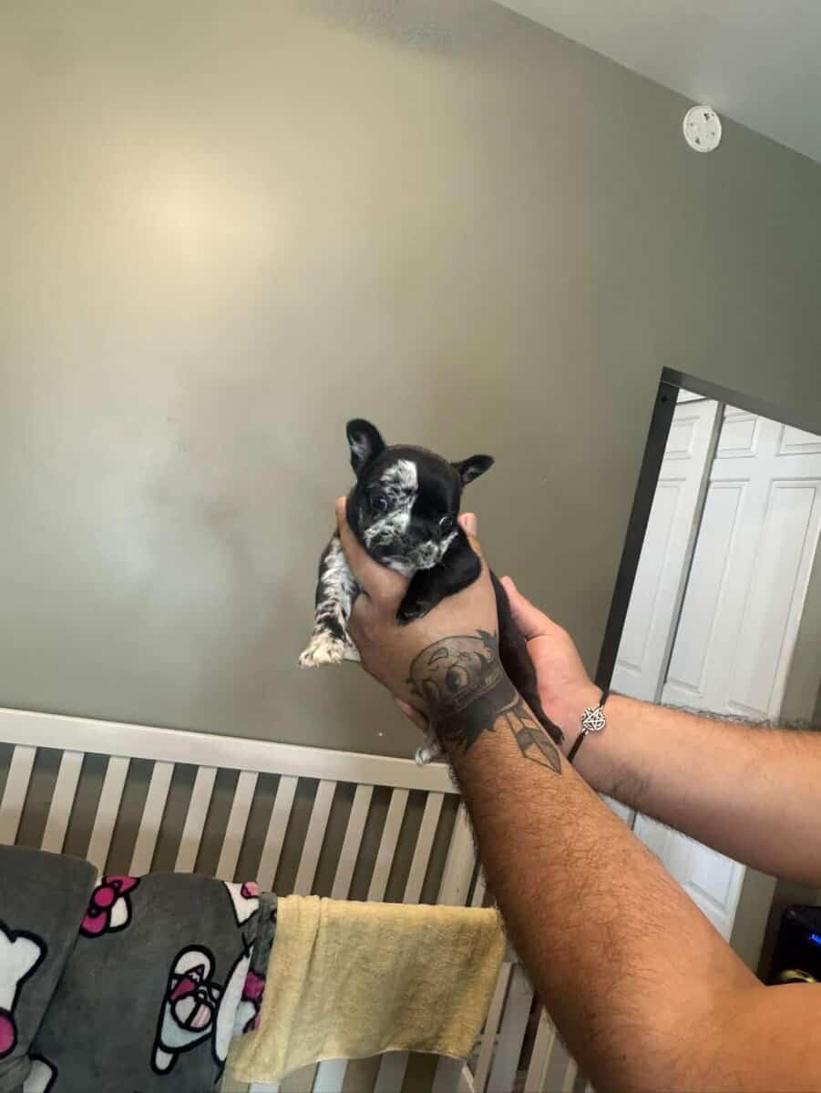 Bigrope fluffy french bulldog image 5