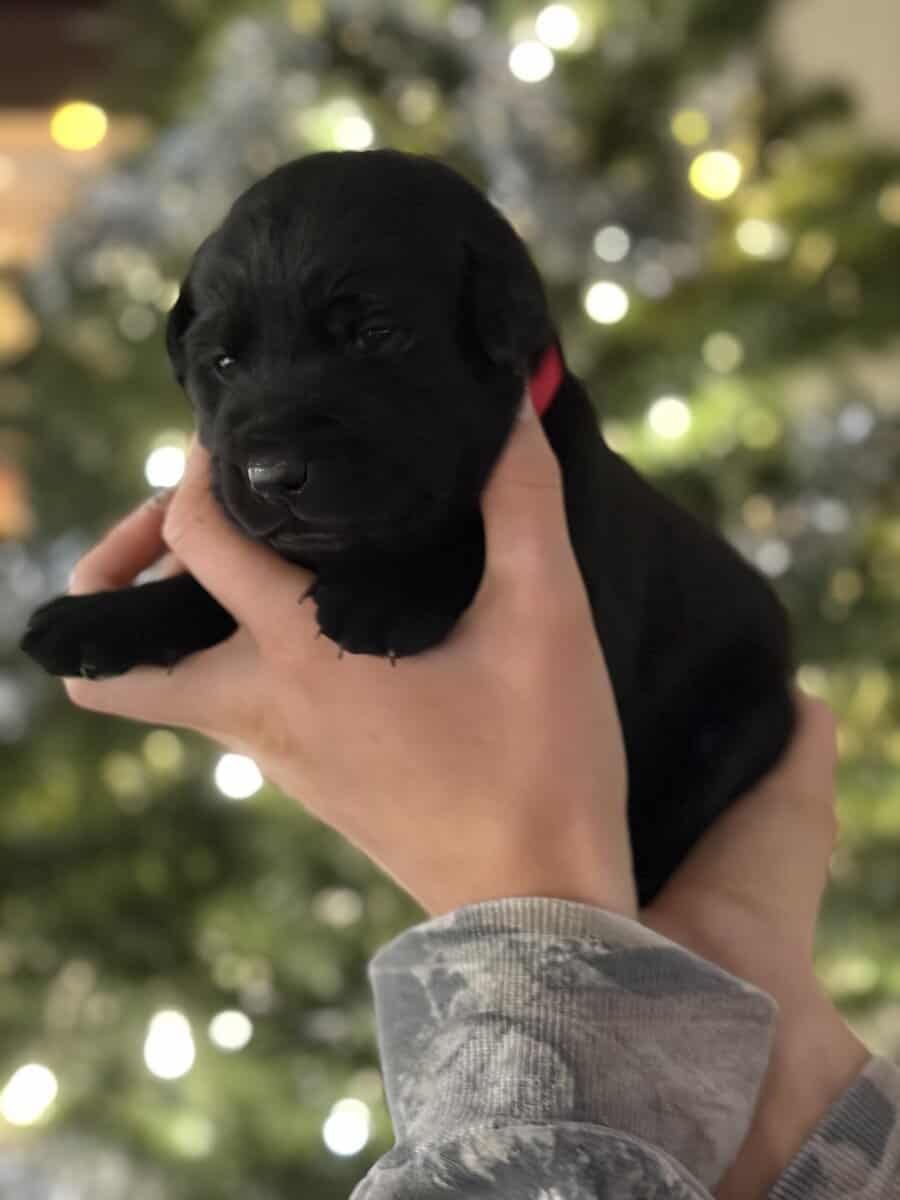 Labrador retrievers image 2