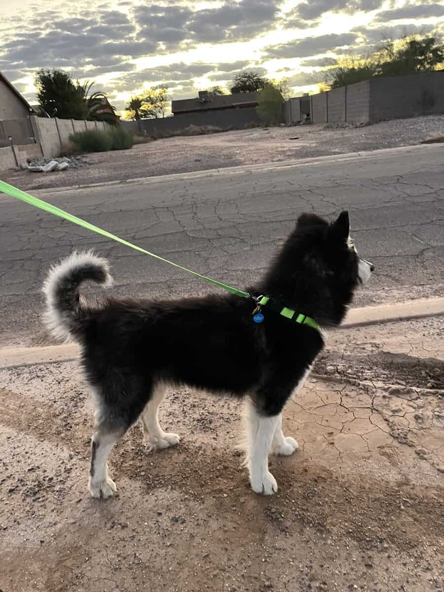 Male Husky image 3