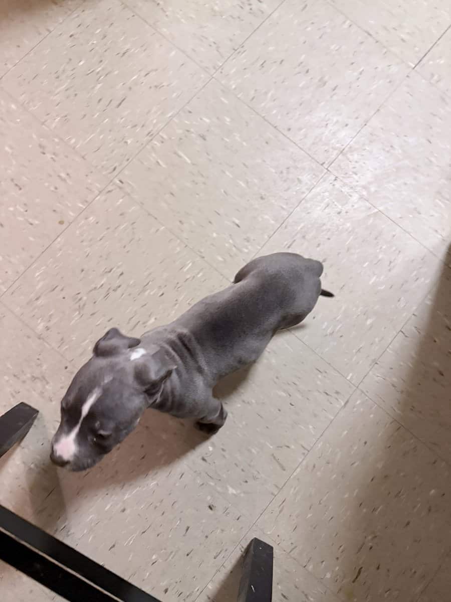 American PITBULL terrier bluenose female 9 weeks. image 6