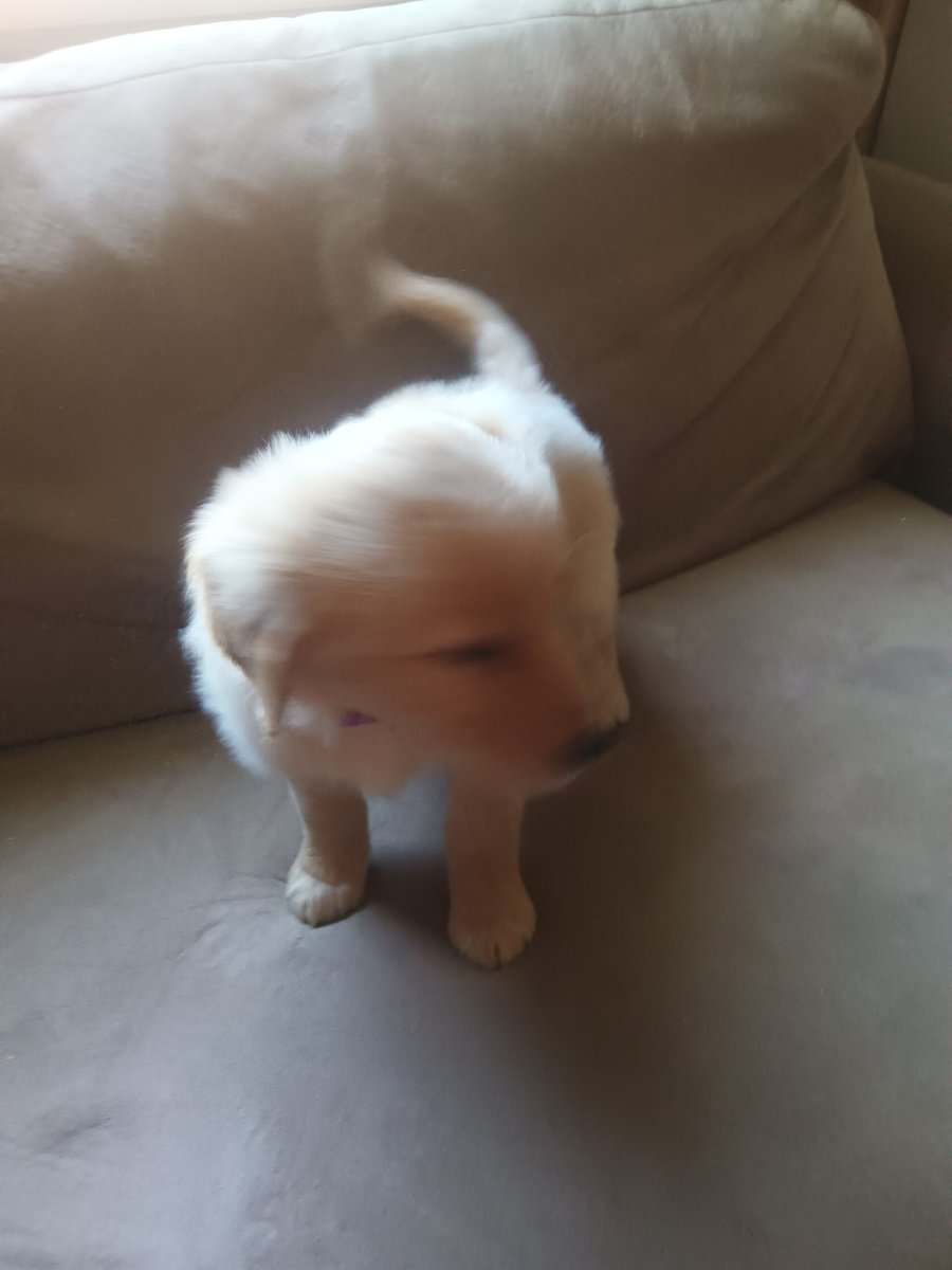 Golden retriever puppies image 9