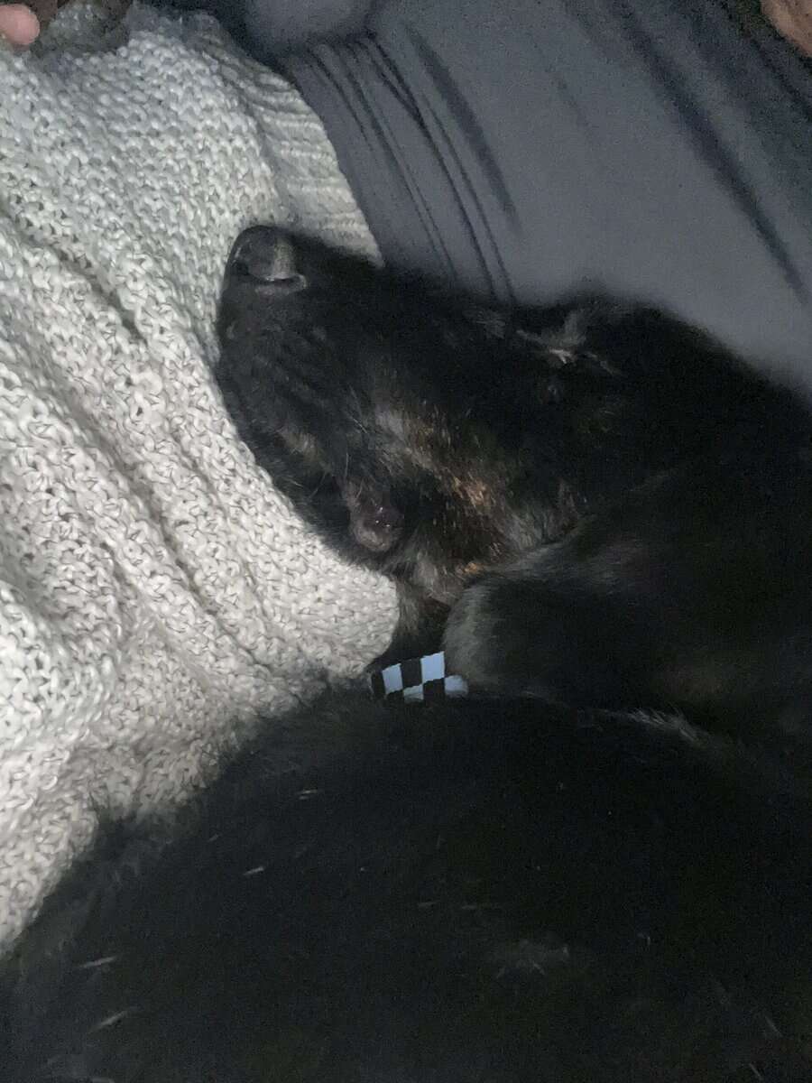 Lab mix puppy image 3