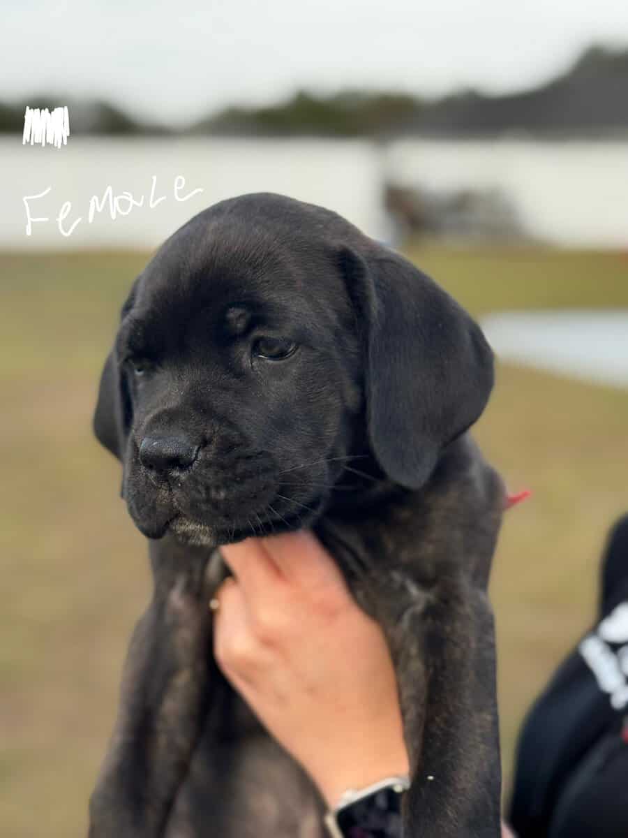 Cane Corso puppies image 5