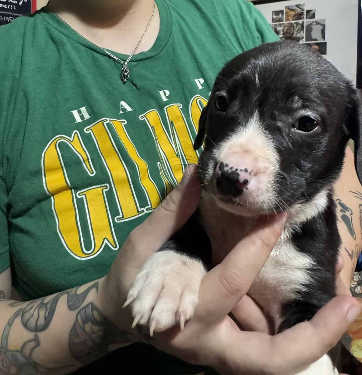 Puppies image 4